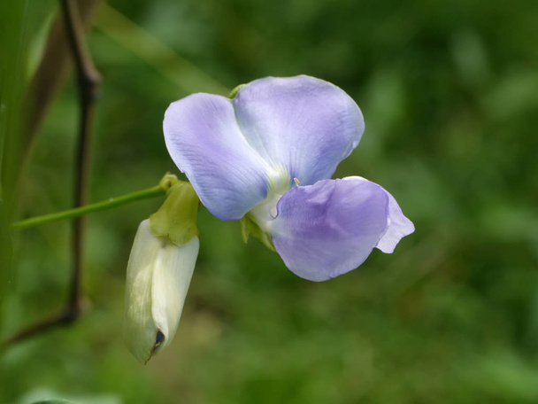 Flor violeta de feijão alado
. - Foto, Imagem