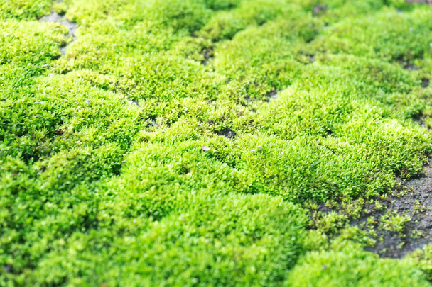 Vértes zöld moss a kőpadlón, szelektív összpontosít - Fotó, kép