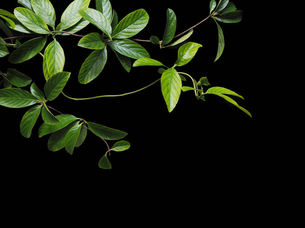 hojas de enredadera verde aisladas sobre fondo negro
 - Foto, Imagen