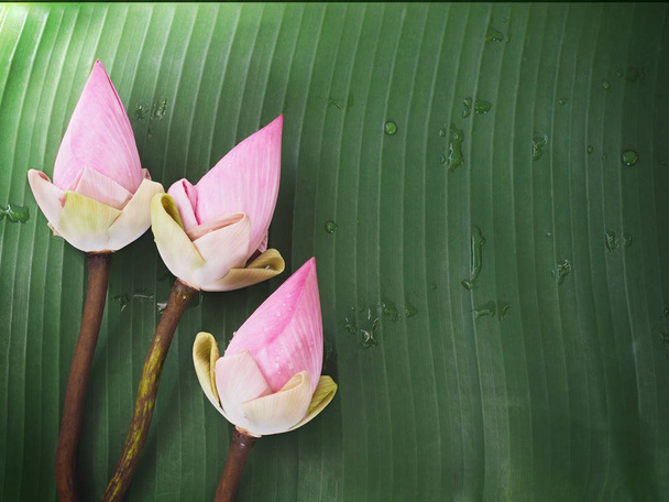 Flores de loto rosa sobre hoja de plátano verde
 - Foto, Imagen