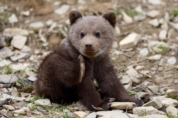 Brown bear cub - Photo, Image