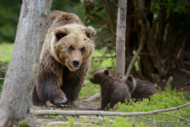 medvěd hnědý a mládě - Fotografie, Obrázek