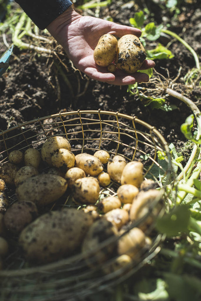 Woman with harvest of  potatoes - Zdjęcie, obraz
