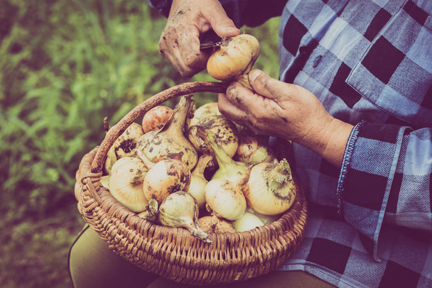 Organic vegetables, farmer with harvested produce. Farmers hands working at harvest the onion. - Zdjęcie, obraz