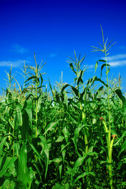 maïs planten over duidelijke blauwe hemel - Foto, afbeelding