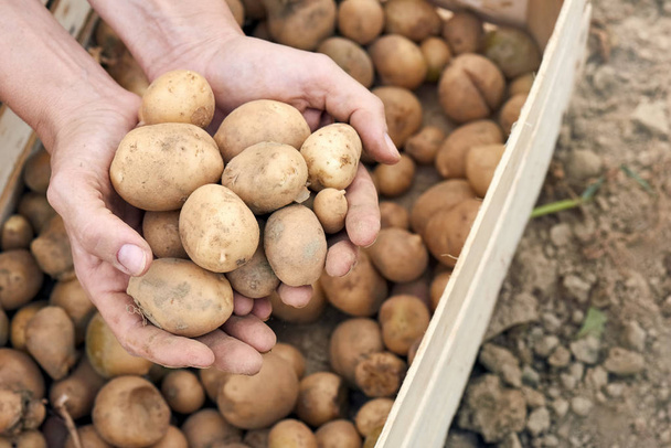 Freshly Harvested Potatoes - Photo, Image