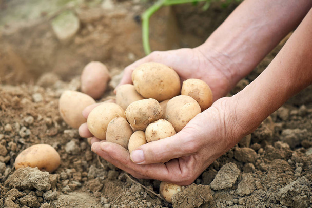 čerstvě sklizené brambory - Fotografie, Obrázek