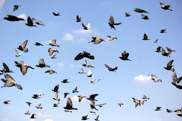 groep van vliegende duif - Foto, afbeelding