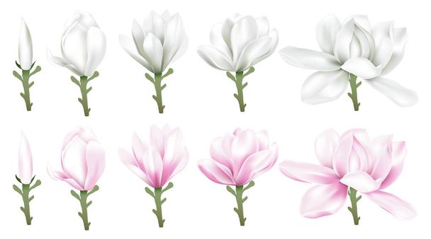 Magnolia λευκό και ροζ λουλούδια - Διάνυσμα, εικόνα