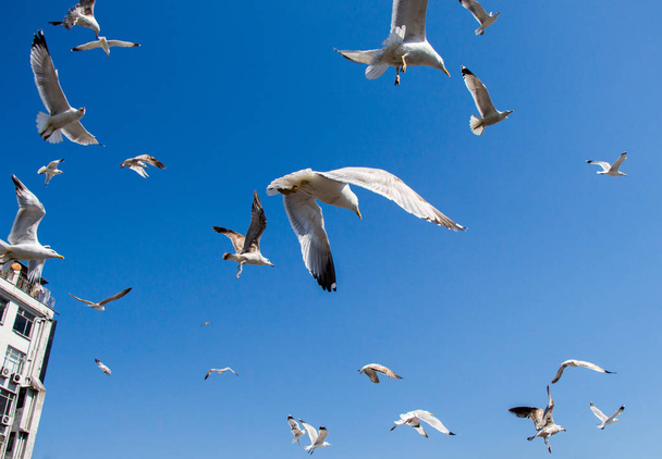 Flock of seagulls skying  in the sky - Photo, Image