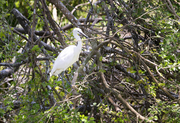 Čáp bílý budují svá hnízda s suchá stébla v lese. - Fotografie, Obrázek