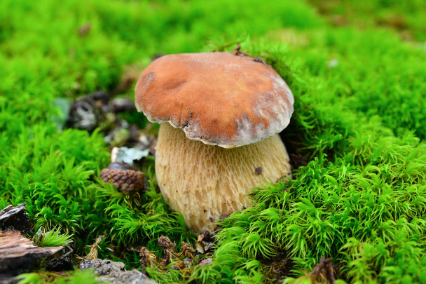 Boletus edulis mushroom
  - Фото, изображение