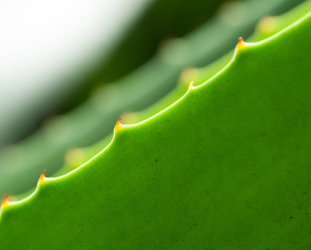 leaf Succulents close up - Foto, afbeelding