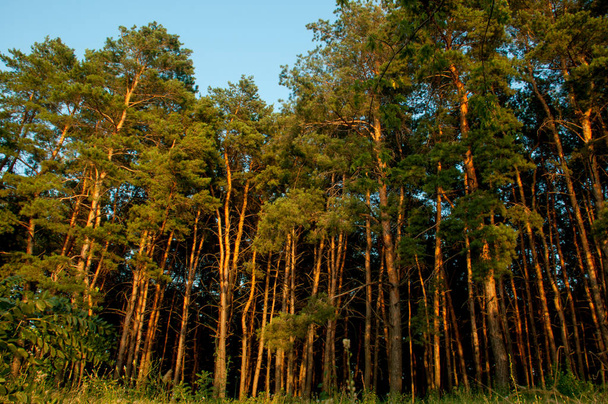 日光の松林 - 写真・画像