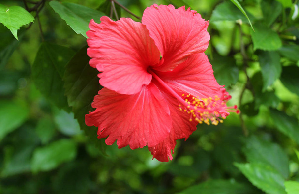 vörös hibiszkusz virág - Fotó, kép