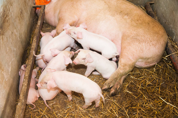 Ahırda saman ve domuz yavruları yavru yalan doğurgan dişi domuz - Fotoğraf, Görsel
