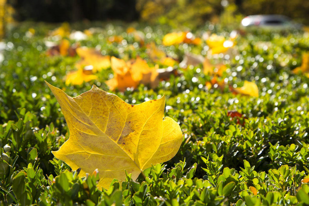 Gros plan sur feuille jaune automne sur fond de verdure éclatante
 - Photo, image