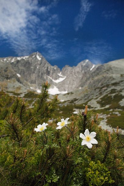 weiße Blüten und Lomnica-Gipfel - Foto, Bild