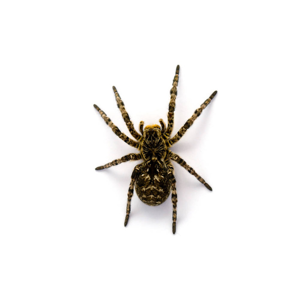 Photo of Lycosa singoriensis, black hair tarantula isolated on white background - Photo, Image