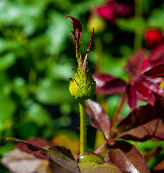 Фото бутона зеленой розы на зеленом фоне красной листвы
 - Фото, изображение