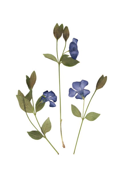 Herbario. Composición de hierba prensada y seca con flores azules sobre fondo blanco. - Foto, imagen