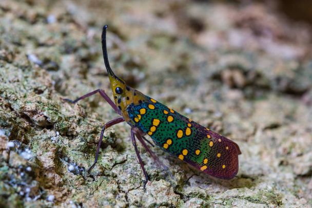 Ağustosböceği veya Lanternfly (Saiva gemmata ) - Fotoğraf, Görsel