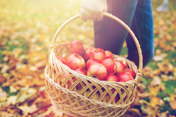woman with basket of apples at autumn garden - Foto, immagini