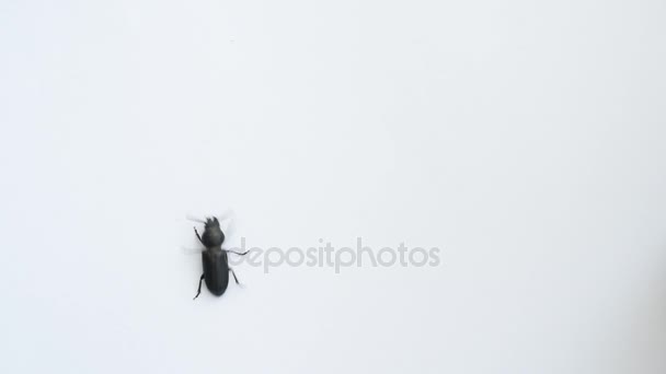 Black beetle crawls on white background - Footage, Video