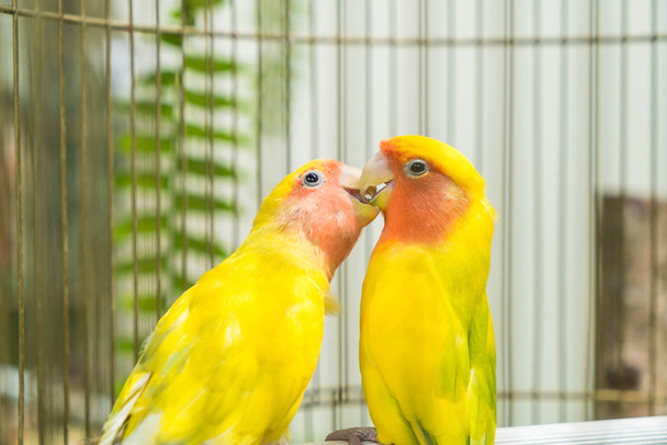 Krásný papoušek lovebird - Fotografie, Obrázek