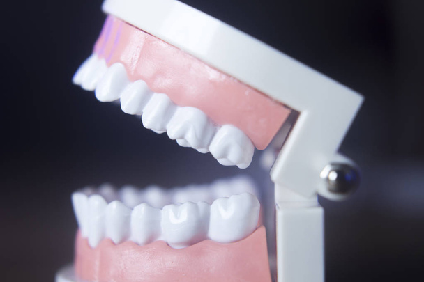 Dental teeth model - Photo, Image