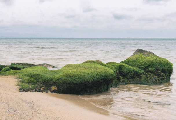 Rocks in green algae. Sea tide. - Foto, Bild