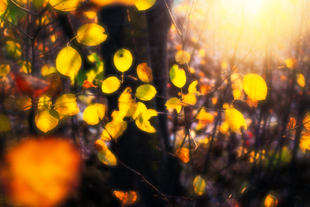黄色の光に照らされた葉します。 - 写真・画像