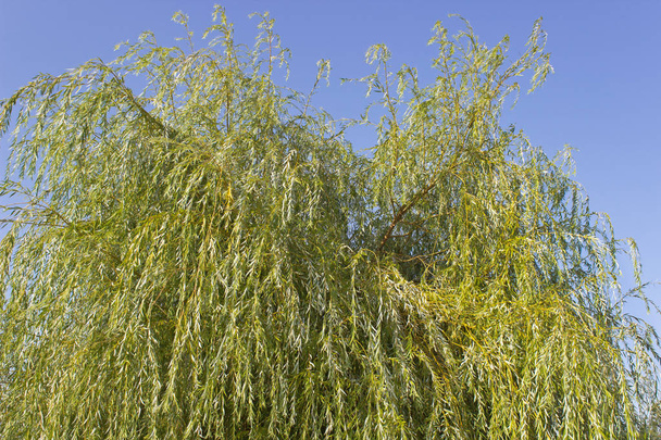Willow tree over blauwe hemel - Foto, afbeelding