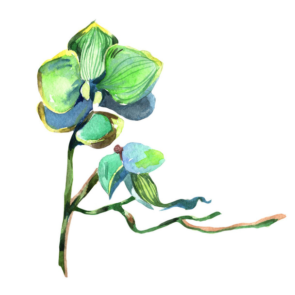 Wildflower orchid flower in a watercolor style isolated. - Foto, Imagem