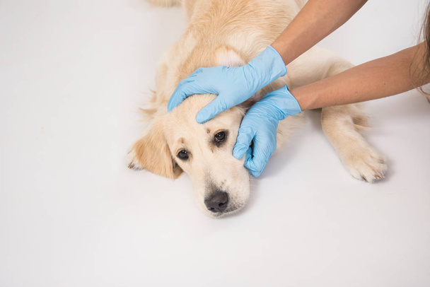 Медичний огляд білої собаки руками в рукавичках на білому тлі
 - Фото, зображення