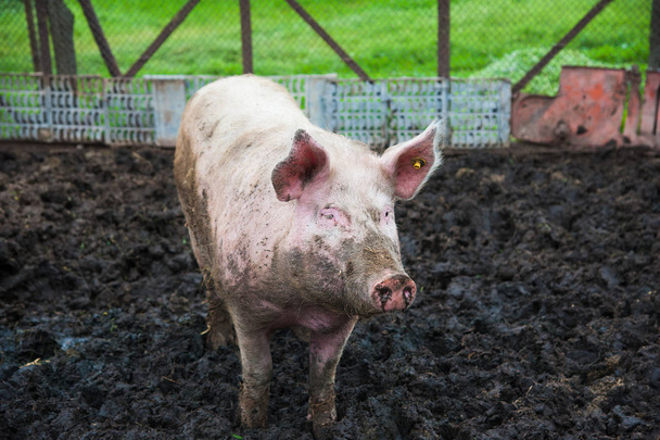 tamme varkens. Varkens op een boerderij in het dorp - Foto, afbeelding