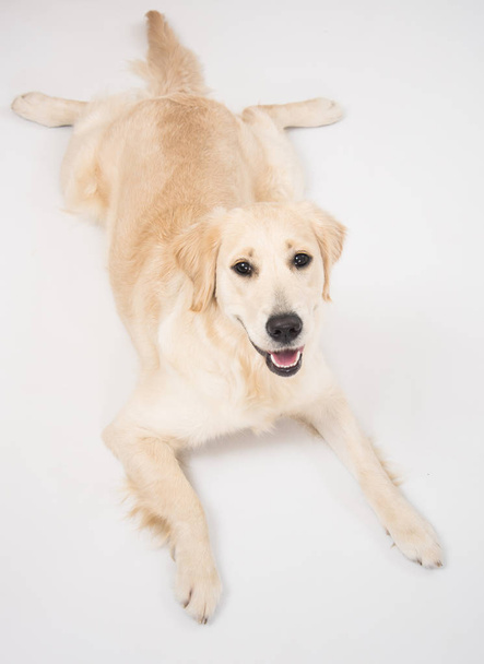 Собака золотий ретривер дивиться в камеру над білим
 - Фото, зображення