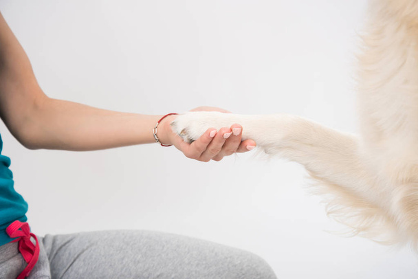 Koiran tassu ja ihmisen käsi eristetty
 - Valokuva, kuva