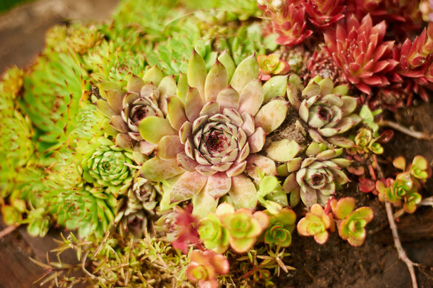 the succulent houseleek, the stonecrop,planted in a tree stump. The flower bed at the cottage - Photo, image