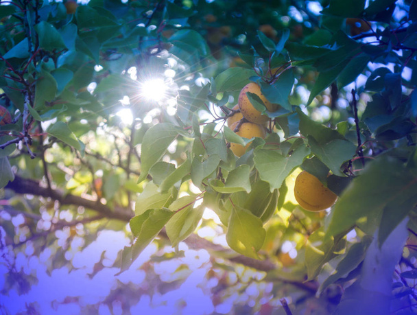 Apricot tree branch - Photo, Image