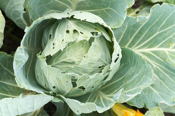 Young cabbage heads.Closeup fresh green cabbage in vegetable gar - Photo, Image