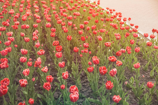 schöne Tulpen in einem städtischen Blumenbeet. leuchtend rote Tulpen. viele blühende Pflanzen Textur. - Foto, Bild