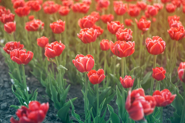 Piękne tulipany w flowerbed miasta. Jasne czerwone tulipany. Wiele roślin tekstura. - Zdjęcie, obraz