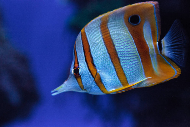 Bakır bantlı butterflyfish, Chelmon rostratus - Fotoğraf, Görsel