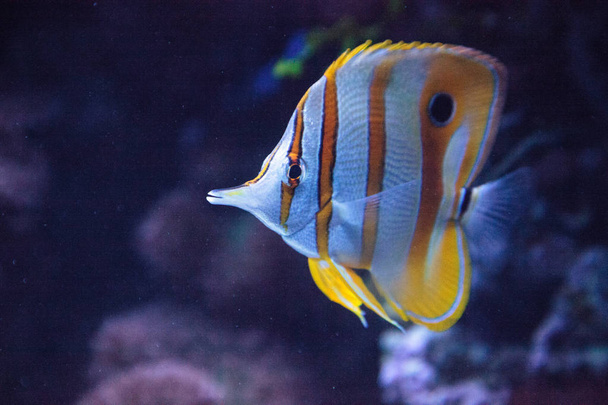 Měď pruhované butterflyfish Chelmon rostratus - Fotografie, Obrázek