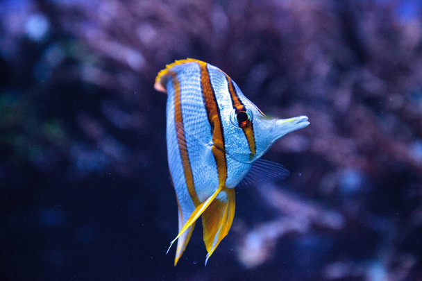Copper-banded butterflyfish, Chelmon rostratus - Photo, Image