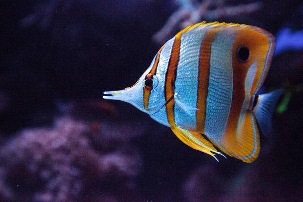 Bakır bantlı butterflyfish, Chelmon rostratus - Fotoğraf, Görsel
