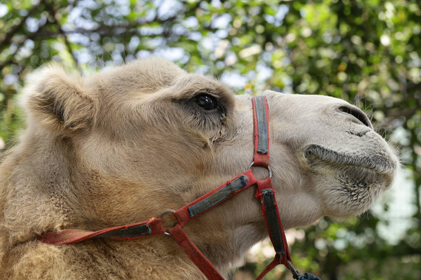 Portrait of a two-humped camel in nature - Foto, Imagen