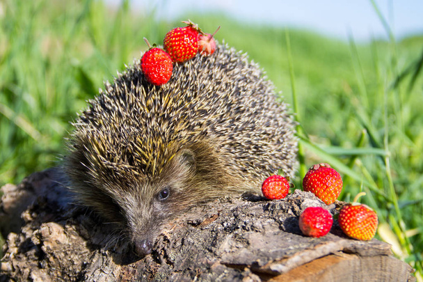 Jeune hérisson épineux aux fraises sur billes
 - Photo, image