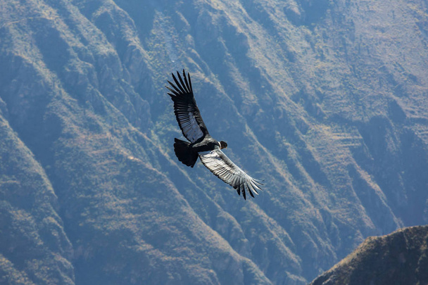Condor voador no desfiladeiro de Colca
 - Foto, Imagem
